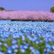 ヒメ日記 2025/04/03 13:02 投稿 はな 北九州人妻倶楽部（三十路、四十路、五十路）