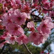 ヒメ日記 2025/04/04 11:02 投稿 はな 北九州人妻倶楽部（三十路、四十路、五十路）