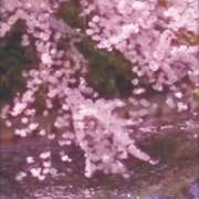 ヒメ日記 2025/04/04 21:07 投稿 はな 北九州人妻倶楽部（三十路、四十路、五十路）