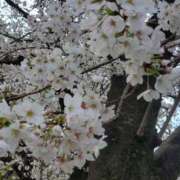 ヒメ日記 2025/04/05 11:02 投稿 はな 北九州人妻倶楽部（三十路、四十路、五十路）