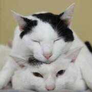 ヒメ日記 2025/04/06 09:04 投稿 はな 北九州人妻倶楽部（三十路、四十路、五十路）