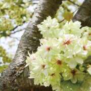 ヒメ日記 2025/04/07 11:03 投稿 はな 北九州人妻倶楽部（三十路、四十路、五十路）