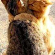 ヒメ日記 2025/04/08 12:31 投稿 はな 北九州人妻倶楽部（三十路、四十路、五十路）