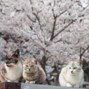 ヒメ日記 2025/04/09 10:02 投稿 はな 北九州人妻倶楽部（三十路、四十路、五十路）