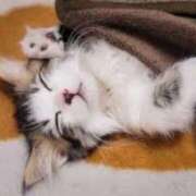 ヒメ日記 2025/04/10 00:05 投稿 はな 北九州人妻倶楽部（三十路、四十路、五十路）