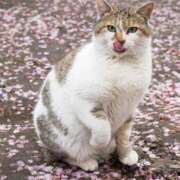 ヒメ日記 2025/04/10 11:03 投稿 はな 北九州人妻倶楽部（三十路、四十路、五十路）