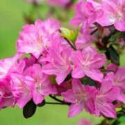 ヒメ日記 2025/04/23 11:02 投稿 はな 北九州人妻倶楽部（三十路、四十路、五十路）