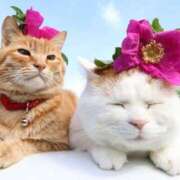 ヒメ日記 2025/04/24 11:05 投稿 はな 北九州人妻倶楽部（三十路、四十路、五十路）