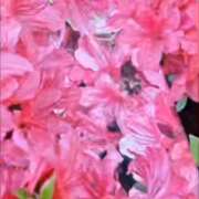 ヒメ日記 2025/04/25 14:35 投稿 はな 北九州人妻倶楽部（三十路、四十路、五十路）