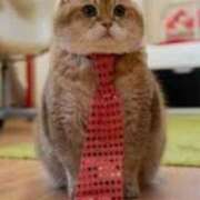 ヒメ日記 2025/04/28 11:04 投稿 はな 北九州人妻倶楽部（三十路、四十路、五十路）