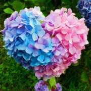 ヒメ日記 2025/06/17 10:33 投稿 はな 北九州人妻倶楽部（三十路、四十路、五十路）