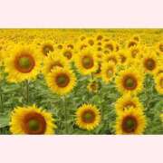 ヒメ日記 2025/08/01 10:04 投稿 はな 北九州人妻倶楽部（三十路、四十路、五十路）