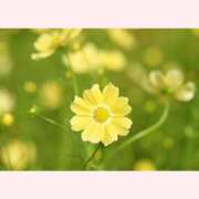 ヒメ日記 2025/09/15 07:49 投稿 はな 北九州人妻倶楽部（三十路、四十路、五十路）