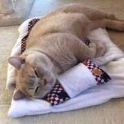 ヒメ日記 2025/09/18 00:15 投稿 はな 北九州人妻倶楽部（三十路、四十路、五十路）