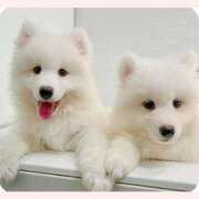 ヒメ日記 2025/10/08 16:02 投稿 はな 北九州人妻倶楽部（三十路、四十路、五十路）