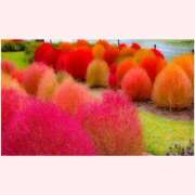 ヒメ日記 2025/11/03 07:46 投稿 はな 北九州人妻倶楽部（三十路、四十路、五十路）