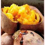 ヒメ日記 2025/11/13 07:46 投稿 はな 北九州人妻倶楽部（三十路、四十路、五十路）