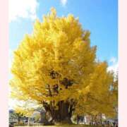 ヒメ日記 2025/11/23 07:49 投稿 はな 北九州人妻倶楽部（三十路、四十路、五十路）