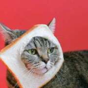 ヒメ日記 2025/11/25 09:34 投稿 はな 北九州人妻倶楽部（三十路、四十路、五十路）