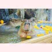 ヒメ日記 2025/11/26 09:35 投稿 はな 北九州人妻倶楽部（三十路、四十路、五十路）