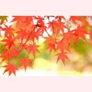 ヒメ日記 2025/11/27 07:46 投稿 はな 北九州人妻倶楽部（三十路、四十路、五十路）