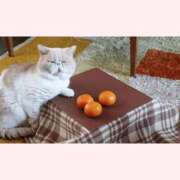 ヒメ日記 2025/12/27 09:39 投稿 はな 北九州人妻倶楽部（三十路、四十路、五十路）