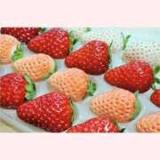 ヒメ日記 2026/01/15 07:48 投稿 はな 北九州人妻倶楽部（三十路、四十路、五十路）