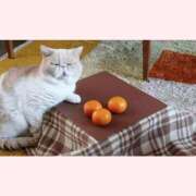 ヒメ日記 2026/01/28 10:09 投稿 はな 北九州人妻倶楽部（三十路、四十路、五十路）