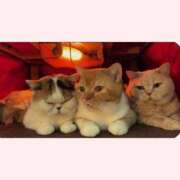 ヒメ日記 2026/02/08 07:47 投稿 はな 北九州人妻倶楽部（三十路、四十路、五十路）