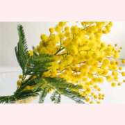 ヒメ日記 2026/03/08 10:03 投稿 はな 北九州人妻倶楽部（三十路、四十路、五十路）