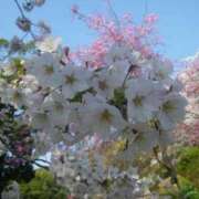 ヒメ日記 2026/03/27 09:31 投稿 はな 北九州人妻倶楽部（三十路、四十路、五十路）