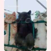 ヒメ日記 2026/03/31 07:49 投稿 はな 北九州人妻倶楽部（三十路、四十路、五十路）