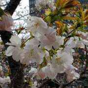 ヒメ日記 2026/04/01 09:34 投稿 はな 北九州人妻倶楽部（三十路、四十路、五十路）