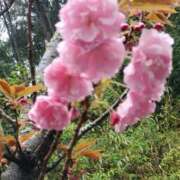 ヒメ日記 2026/04/13 16:40 投稿 はな 北九州人妻倶楽部（三十路、四十路、五十路）