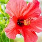 ヒメ日記 2025/07/20 16:40 投稿 なつめ 即トク奥さん