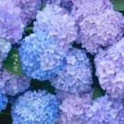ヒメ日記 2026/06/01 09:17 投稿 大石 しずか こあくまな熟女たち 本厚木店(KOAKUMAグループ)
