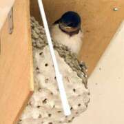 ヒメ日記 2025/05/20 12:30 投稿 一色　華 エテルナ京都