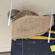 ヒメ日記 2025/05/25 13:01 投稿 一色　華 エテルナ京都