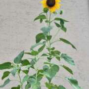 ヒメ日記 2025/08/18 20:09 投稿 一色　華 エテルナ京都