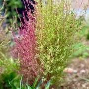 ヒメ日記 2025/11/03 15:15 投稿 一色　華 エテルナ京都