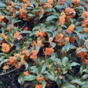 ヒメ日記 2025/11/08 15:30 投稿 一色　華 エテルナ京都