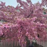 ヒメ日記 2026/03/05 17:47 投稿 ほたる Lounge Yoki東京