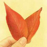 ヒメ日記 2025/11/19 12:00 投稿 れみ 東京人妻セレブリティ（ユメオト）