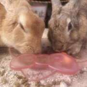 みさ うさぎ♡ 人妻の雫 倉敷店