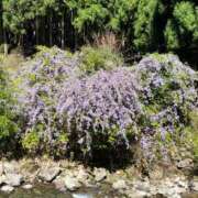 鳳かなめ よかったら☆ ゴシップガール～淑女不倫～