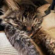 りさ JOY209猫好きのお兄様🐱ྀི ぷるるん小町日本橋店