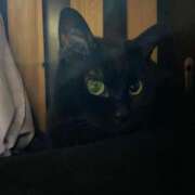 りさ ねこちゃん好きのお兄さんありがとう😘 ぷるるん小町日本橋店