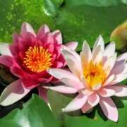 ヒメ日記 2025/06/21 06:48 投稿 ミキ おふくろさんYO!!大和店