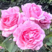 ヒメ日記 2025/06/30 08:08 投稿 ミキ おふくろさんYO!!大和店