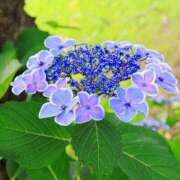 ヒメ日記 2025/07/01 18:28 投稿 ミキ おふくろさんYO!!大和店